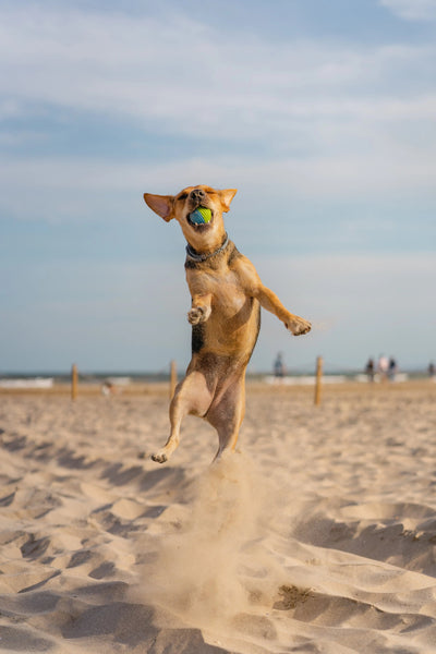 Summer Fun with Your Dog: 5 Must-Know Dog Tips for a Safe & Happy Season