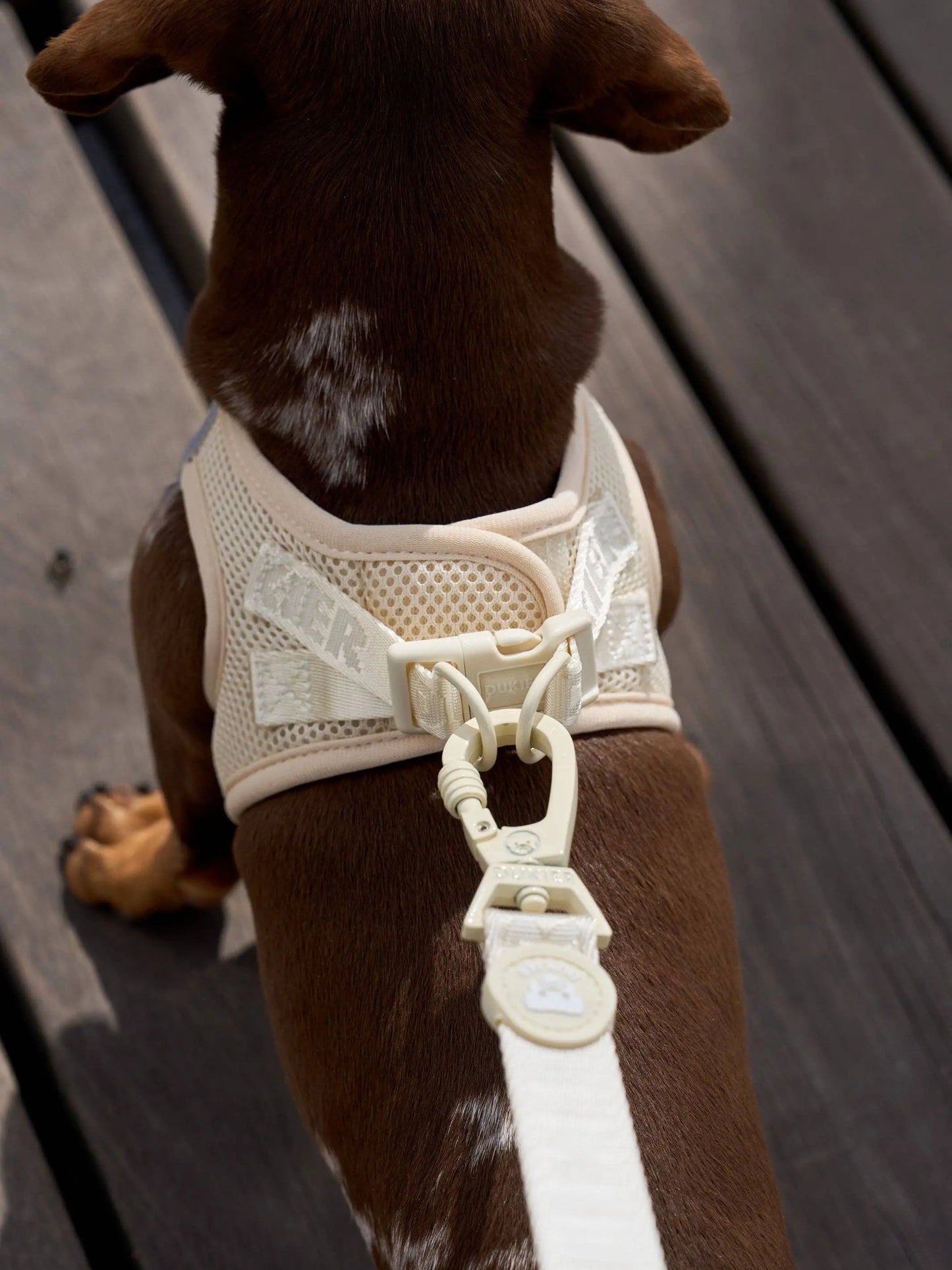 Dukier body harness - Beige hundesele - Dapple
