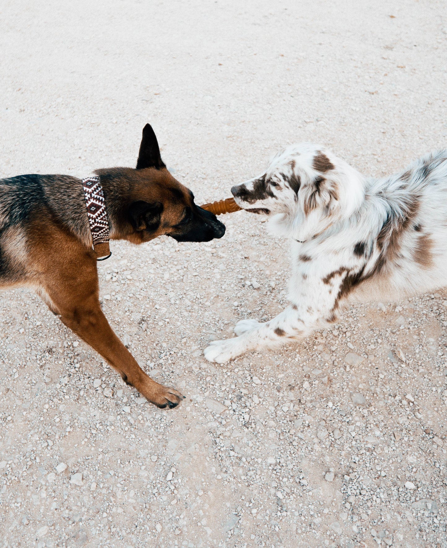 Retorn - Rub Flosser tyggelegetøj med reb - Dapple